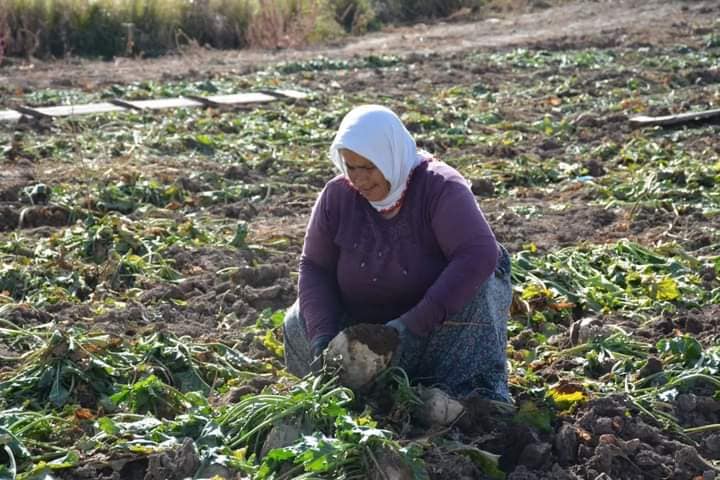 ANKARA'DA KUNDURA AFYON'DA TARLADA