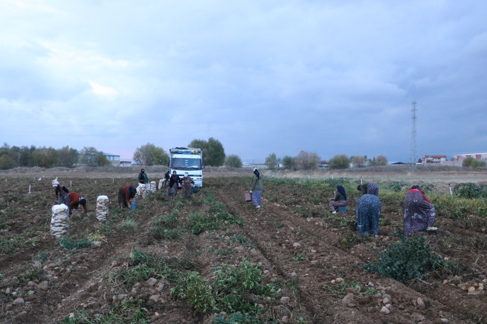 PATATES BU YIL FİYATIYLA ÜRETİCİSİNİN YÜZÜNÜ GÜLDÜRDÜ