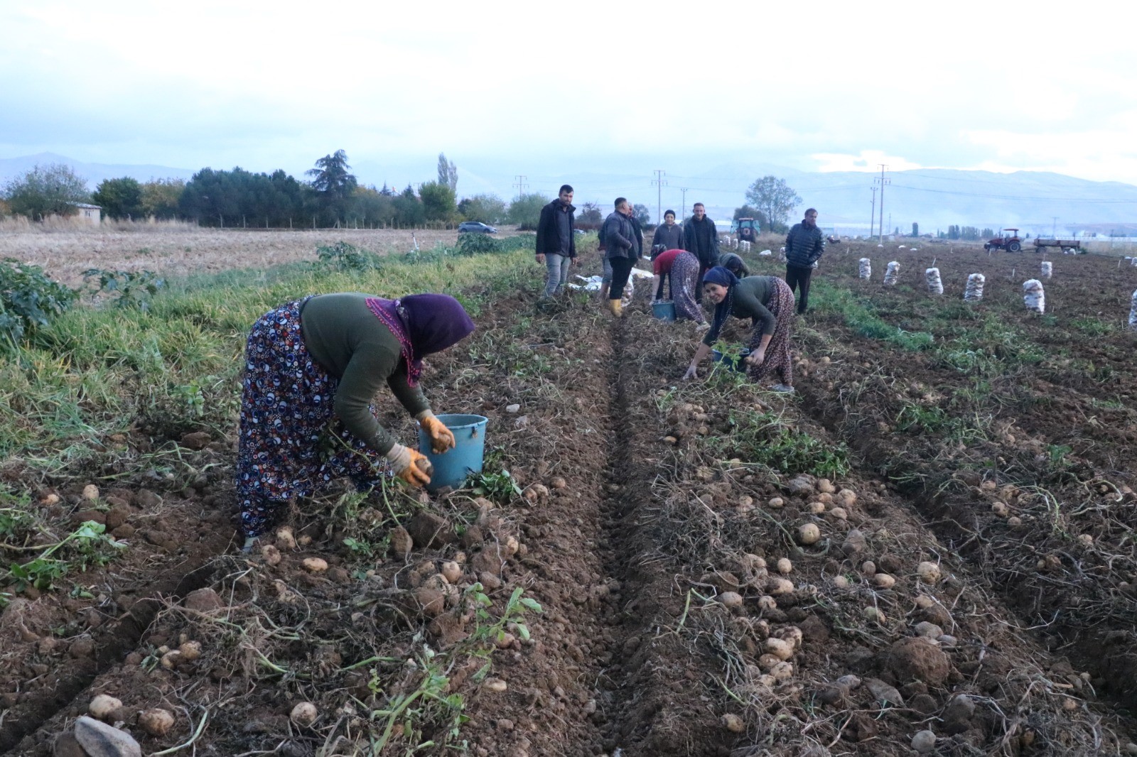 PATATES BU YIL FİYATIYLA ÜRETİCİSİNİN YÜZÜNÜ GÜLDÜRDÜ