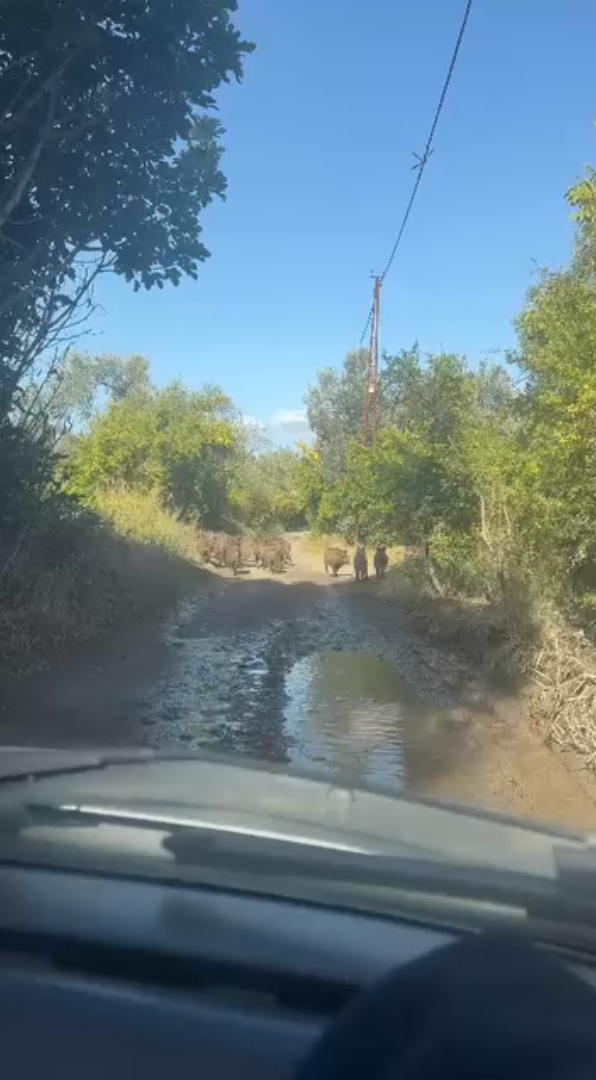 Doğal denge bozulunca domuzlar şehre indi!