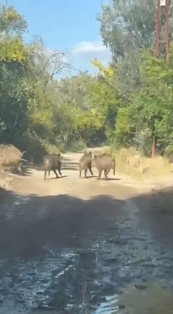 Doğal denge bozulunca domuzlar şehre indi!