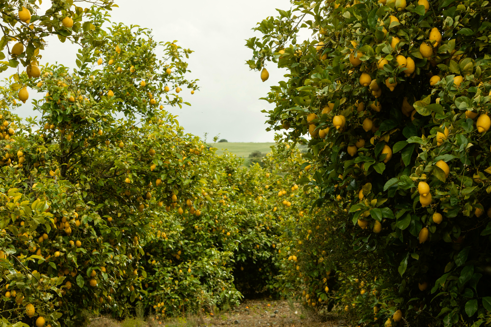 Limonun faydaları nelerdir?