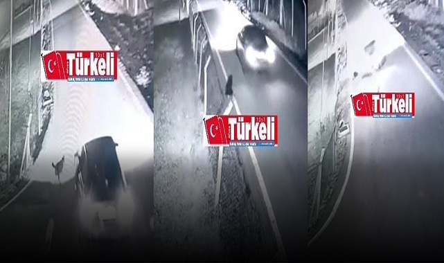 Vicdansız Sürücü Köpeği Ezdi