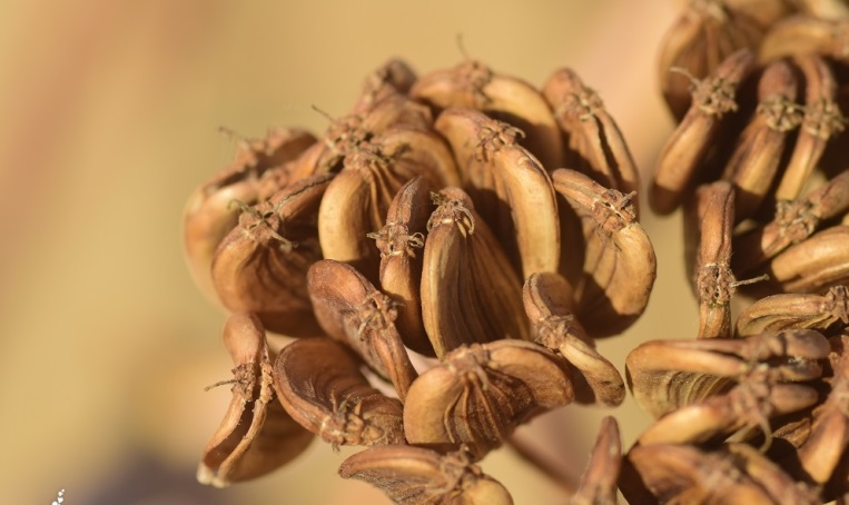 Rezene nedir, faydaları nelerdir?