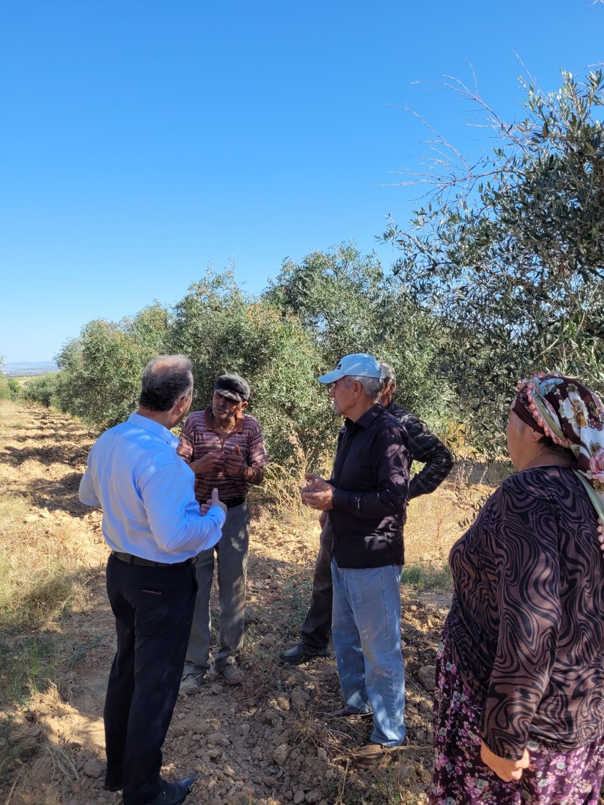 Dal kanseri artışı, zeytin üreticilerini endişelendirdi