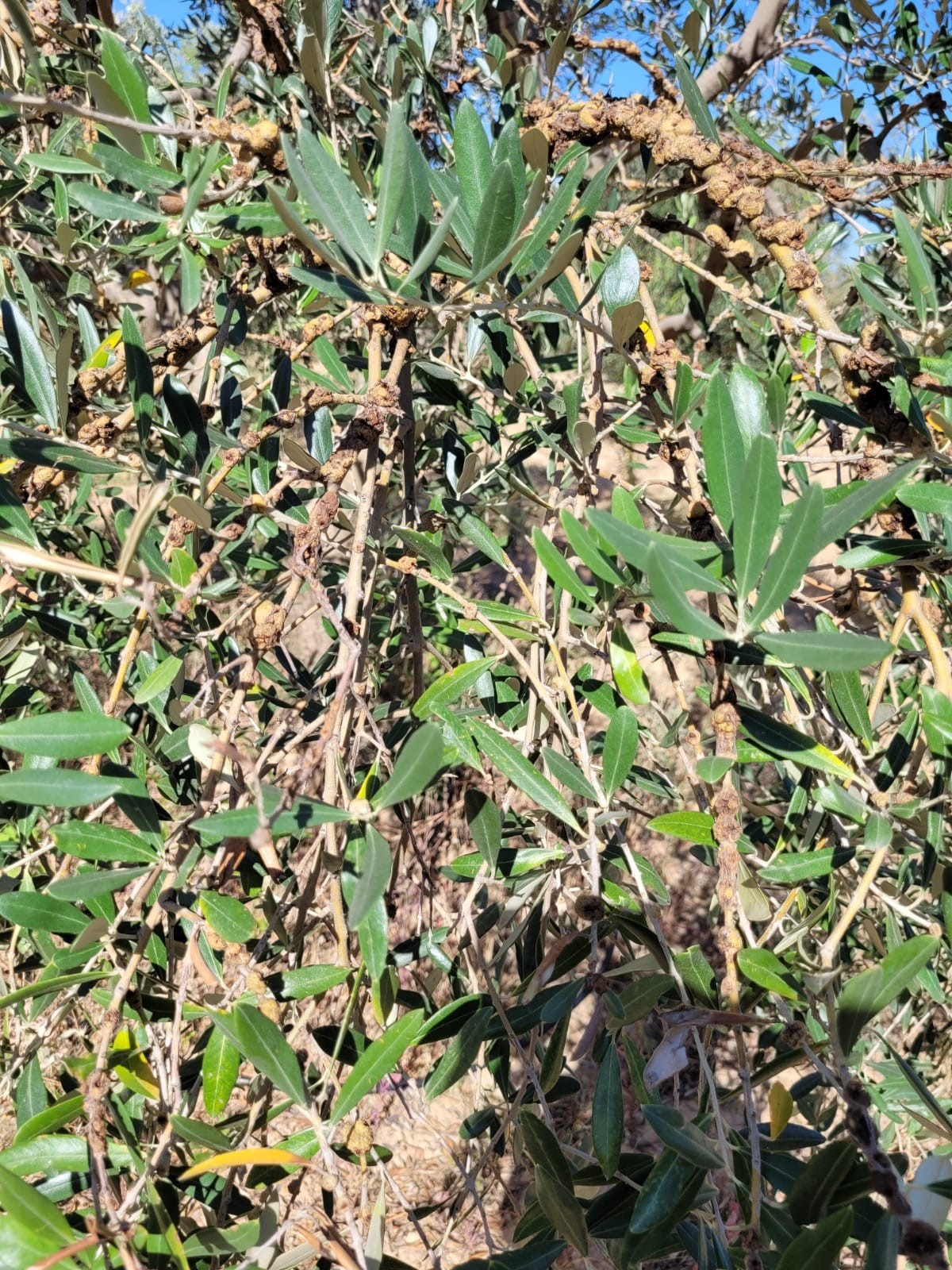 Dal kanseri artışı, zeytin üreticilerini endişelendirdi