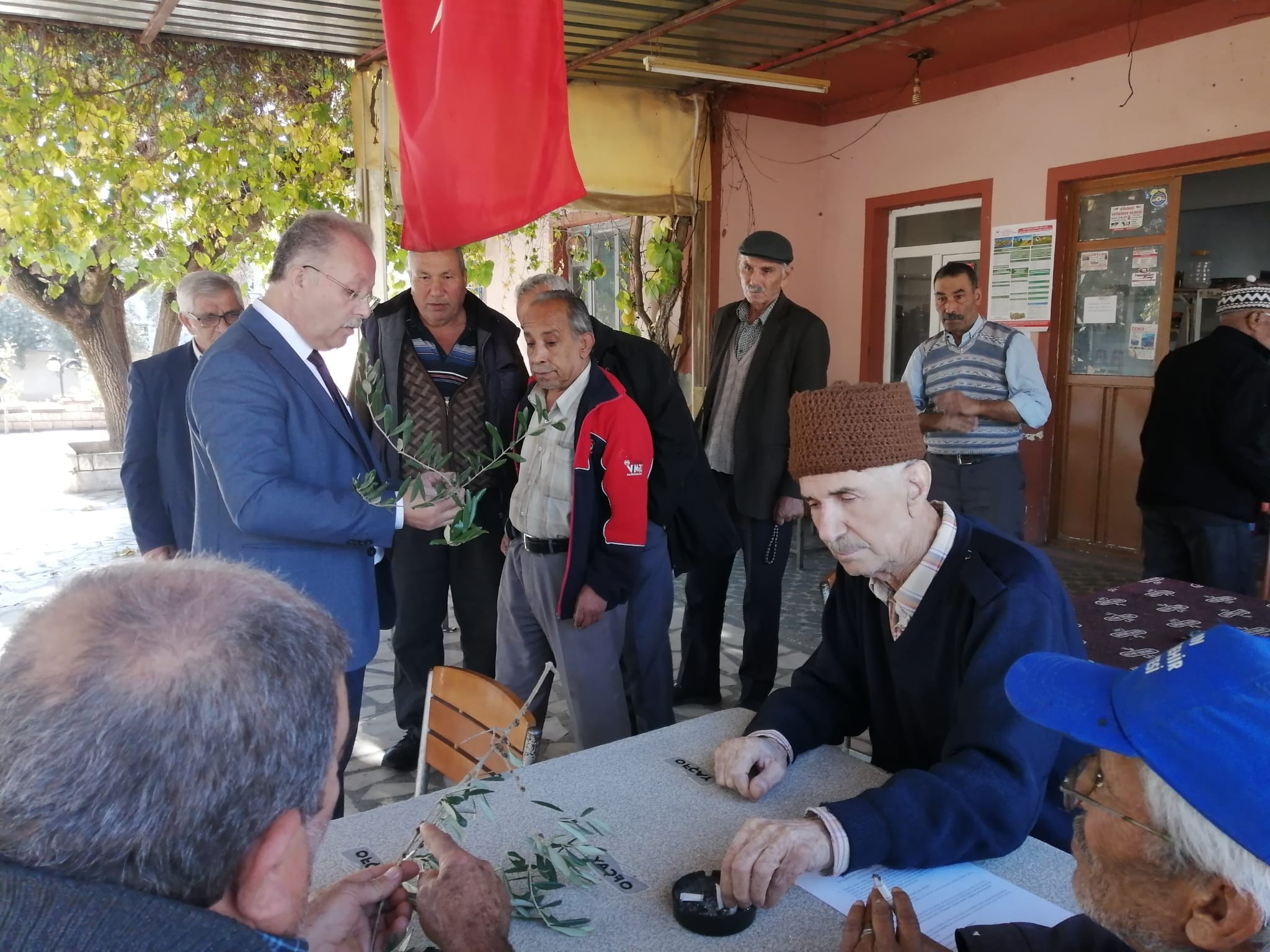 Dal kanseri artışı, zeytin üreticilerini endişelendirdi