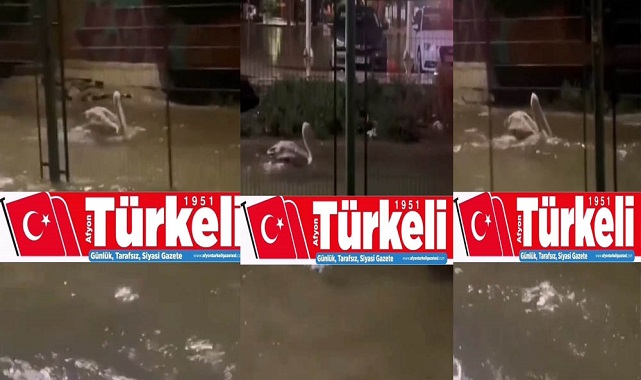 Sel ve Su Baskınları Sevimli Pelikanın İşine Yaradı