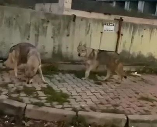 Aç Kurtlar Şehre İndi