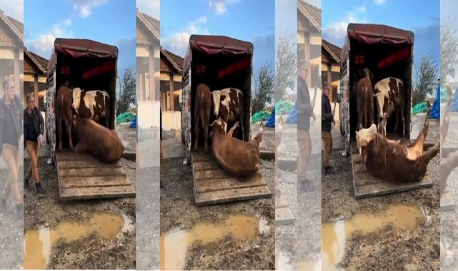Kapak Açılır Açılmaz Yuvarlandı. O Anlar Sosyal Medya da Gündem Oldu