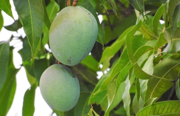Mango meyvesinin faydaları