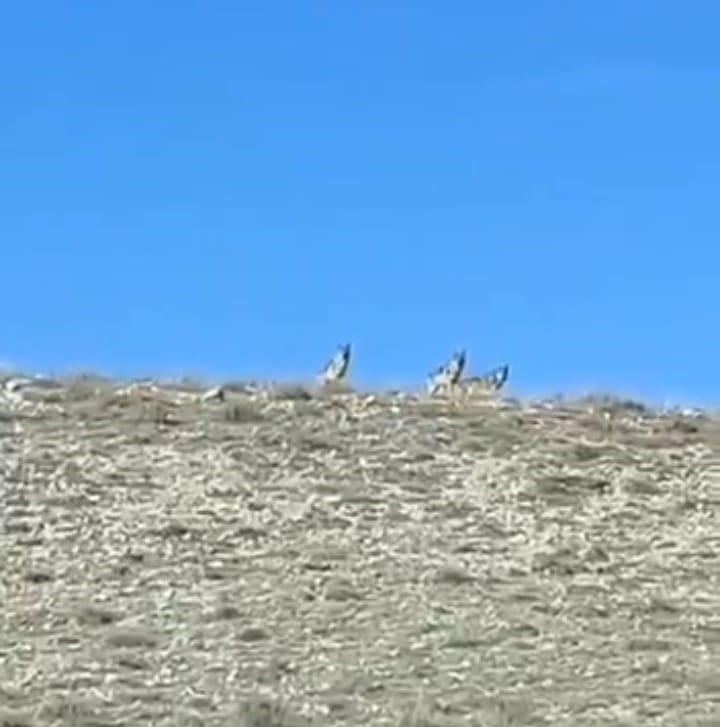 Çiftçiler Traktörlerle Sürüye Müdahale Etti!