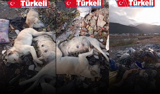 Afyonkarahisar'da  Kan Donduran Olay