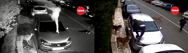 Başıboş Köpekler Vatandaşlara Saldırdı. O Anlar Güvenlik Kameralarına Yansıdı.