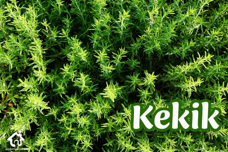 Hangi baharat hangi yemekte kullanılır?