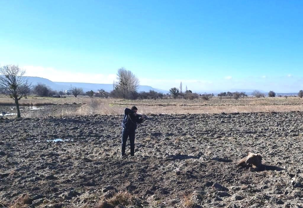 Yaralanan ayı Kocatepe Üniversitesinde tedavi altına alındı