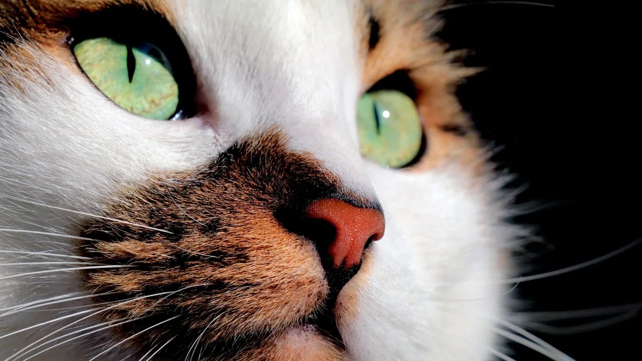 Kedi sahibi olma ile şizofreni hastalığı arasında bağlantı bulundu