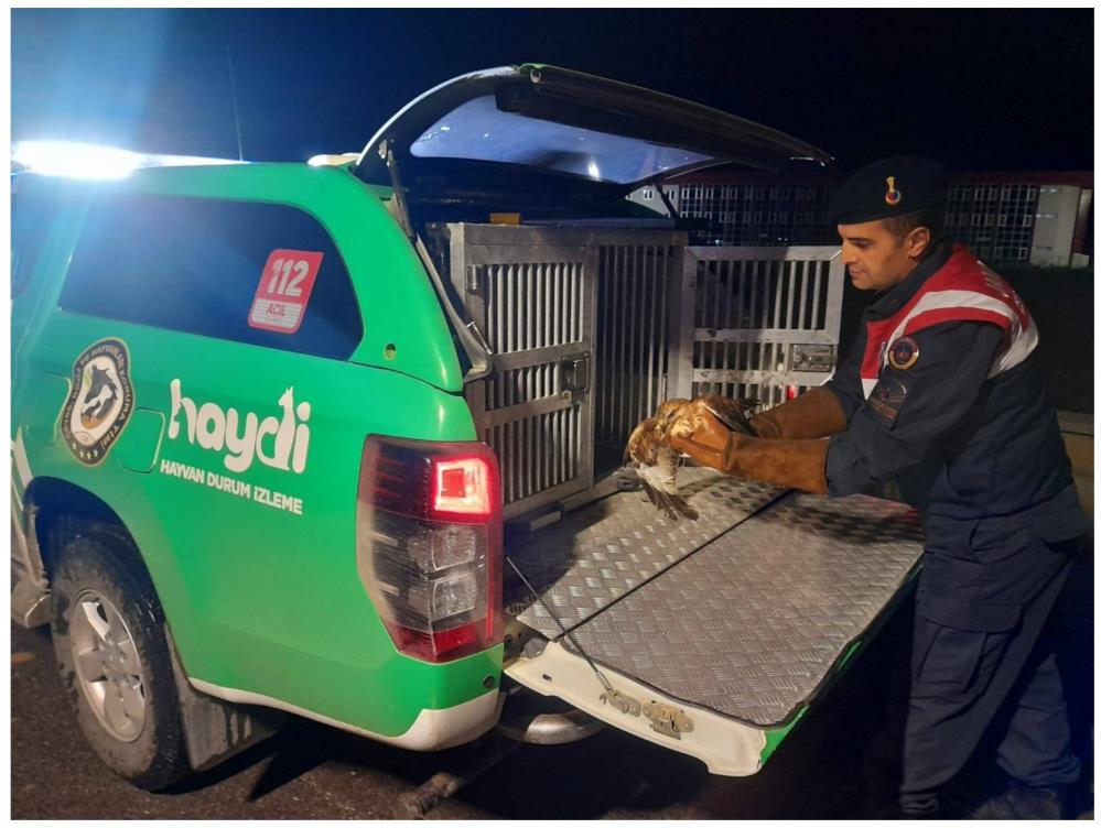 Devriye Gezen Ekipler Yaralı Kızıl Şahin Buldu