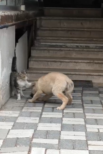 Bu İki Dost Görenlerin İçini Isıttı