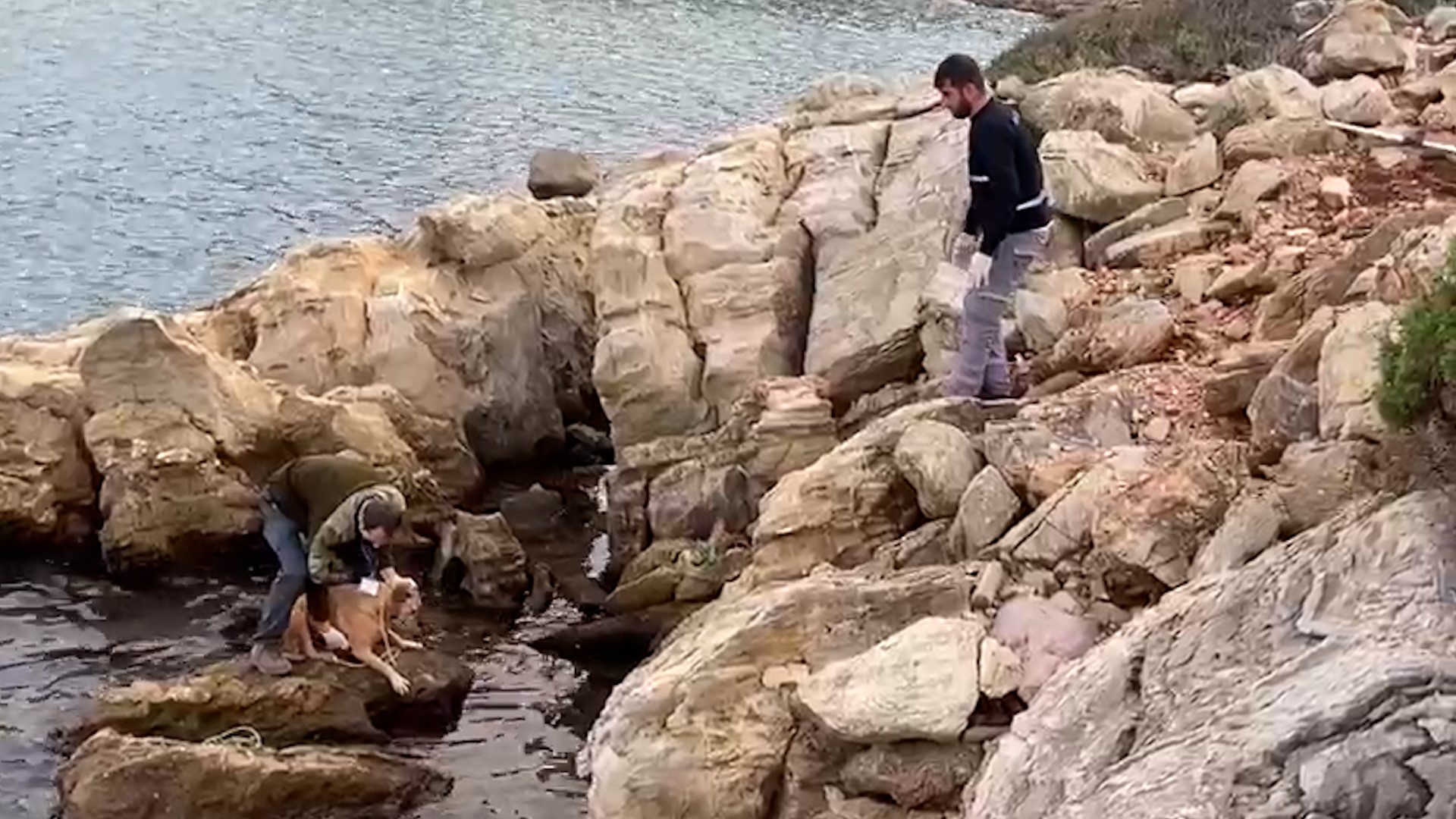 Denize Düşen Köpek Kurtarıldı
