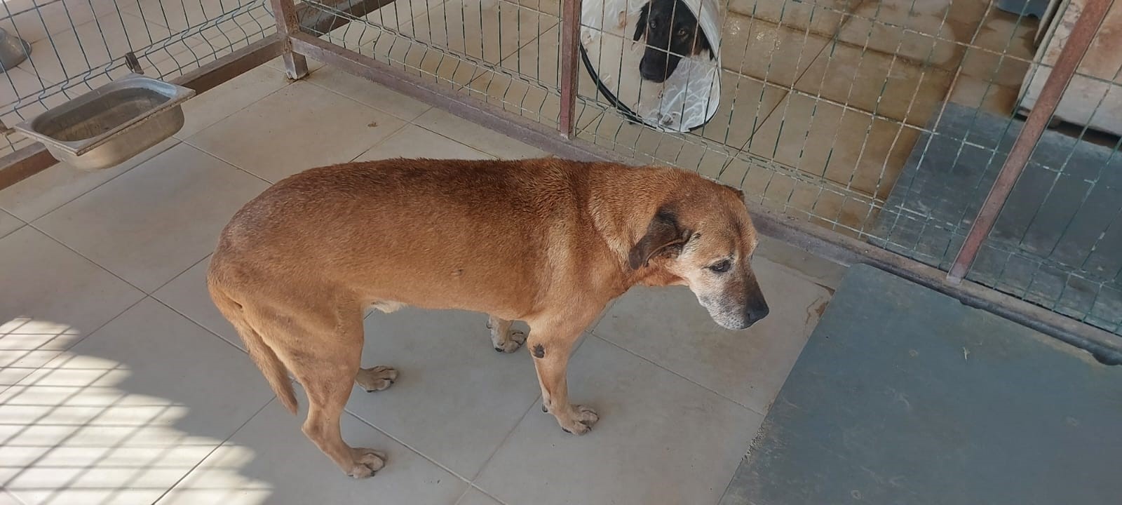 Denize Düşen Köpek Kurtarıldı
