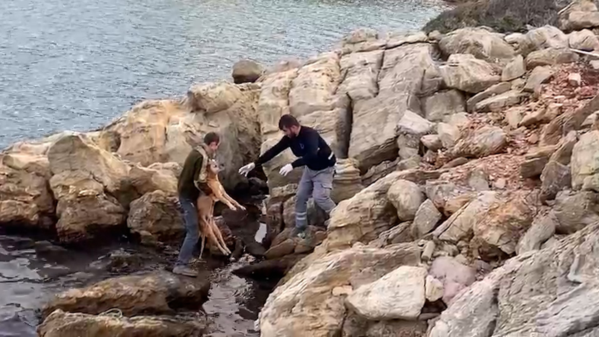 Denize Düşen Köpek Kurtarıldı