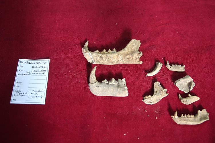 Kazılarda 1500 Yıllık Anadolu Leoparı Kemikleri Bulundu