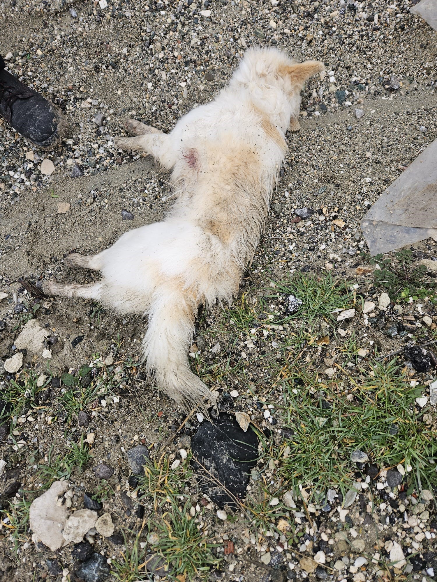 2 KÖPEĞİ ÖLDÜREN VE 2’SİNİ ÇALAN HIRSIZLAR ‘PES’ DEDİRTTİ