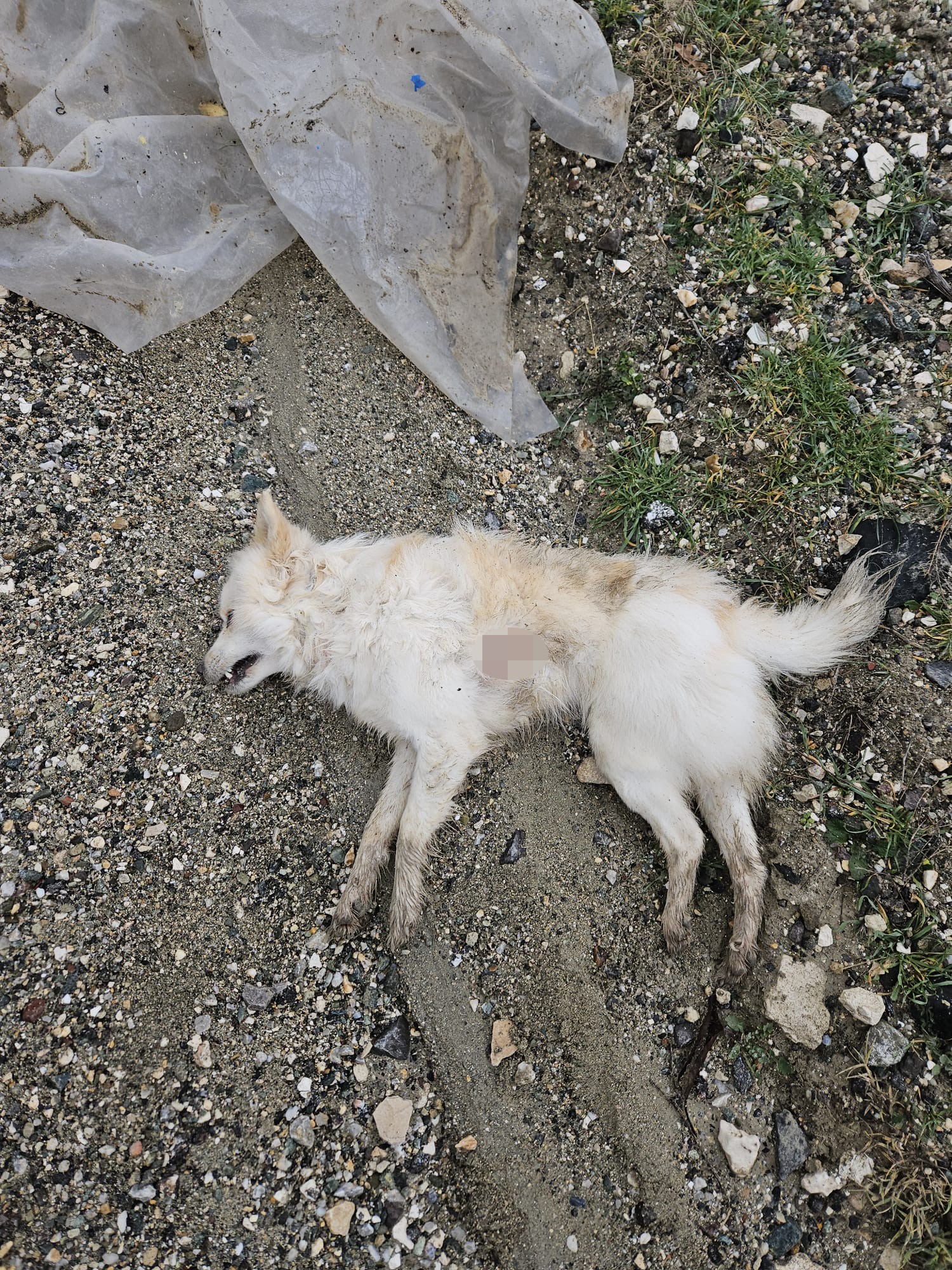 2 KÖPEĞİ ÖLDÜREN VE 2’SİNİ ÇALAN HIRSIZLAR ‘PES’ DEDİRTTİ