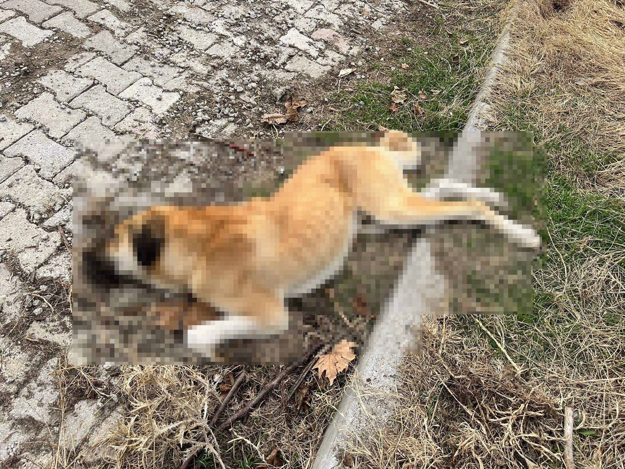 Evin Önündeki Köpekler Tüfekle Telef Edildi