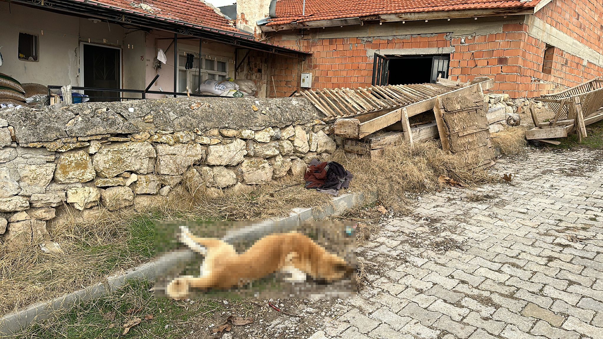 Evin Önündeki Köpekler Tüfekle Telef Edildi