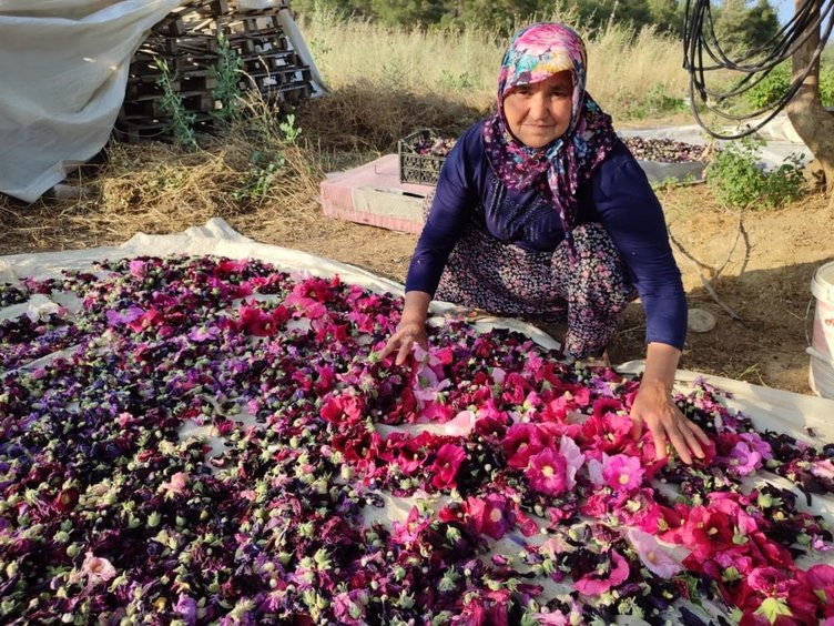KİLOSU 90 LİRADAN SATILIYOR