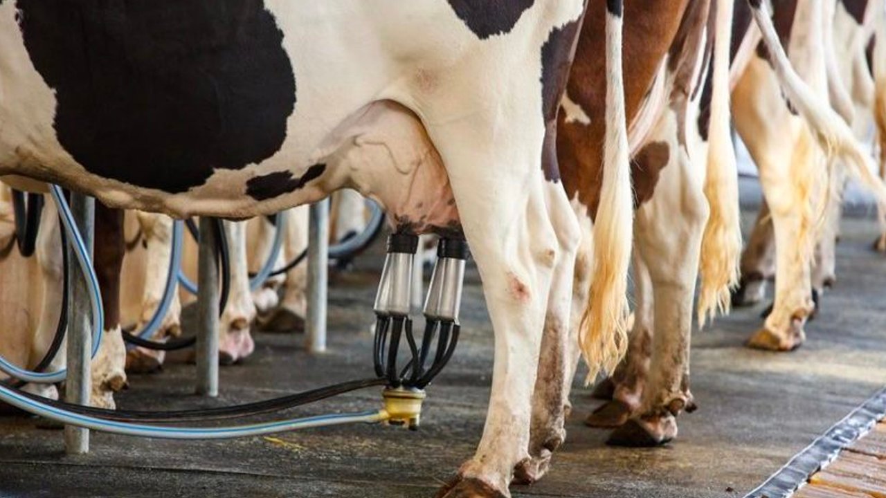İYİ Partili Olgun'un Gündemi Süt Üreticisinin Sorunlar Oldu