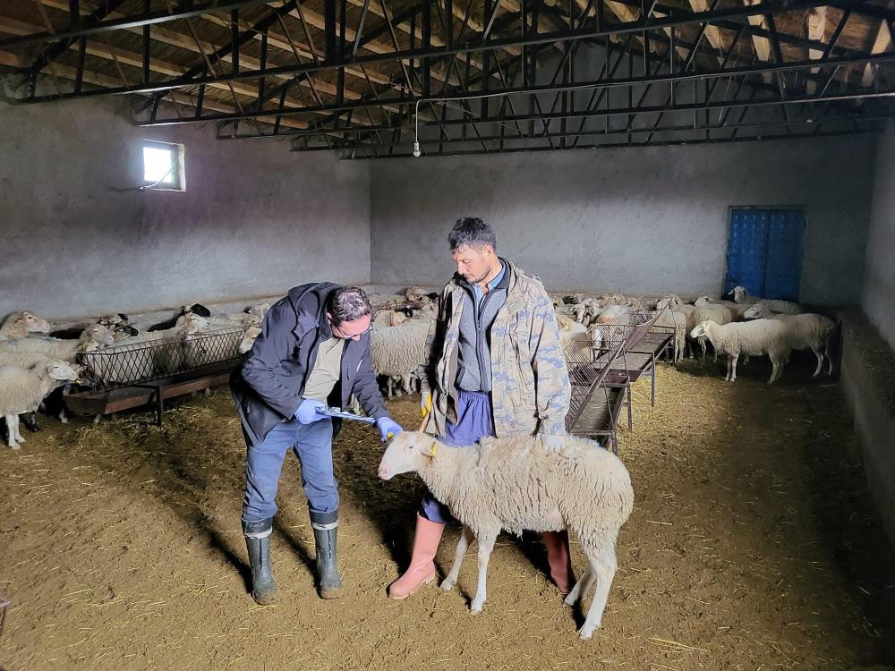Bayat’ta Anaç Koyun Tespit Ve Aşılaması Çalışması