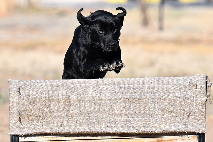 TSK'nın arama kurtarma köpekleri doğal afetlerde hayat kurtarıyor
