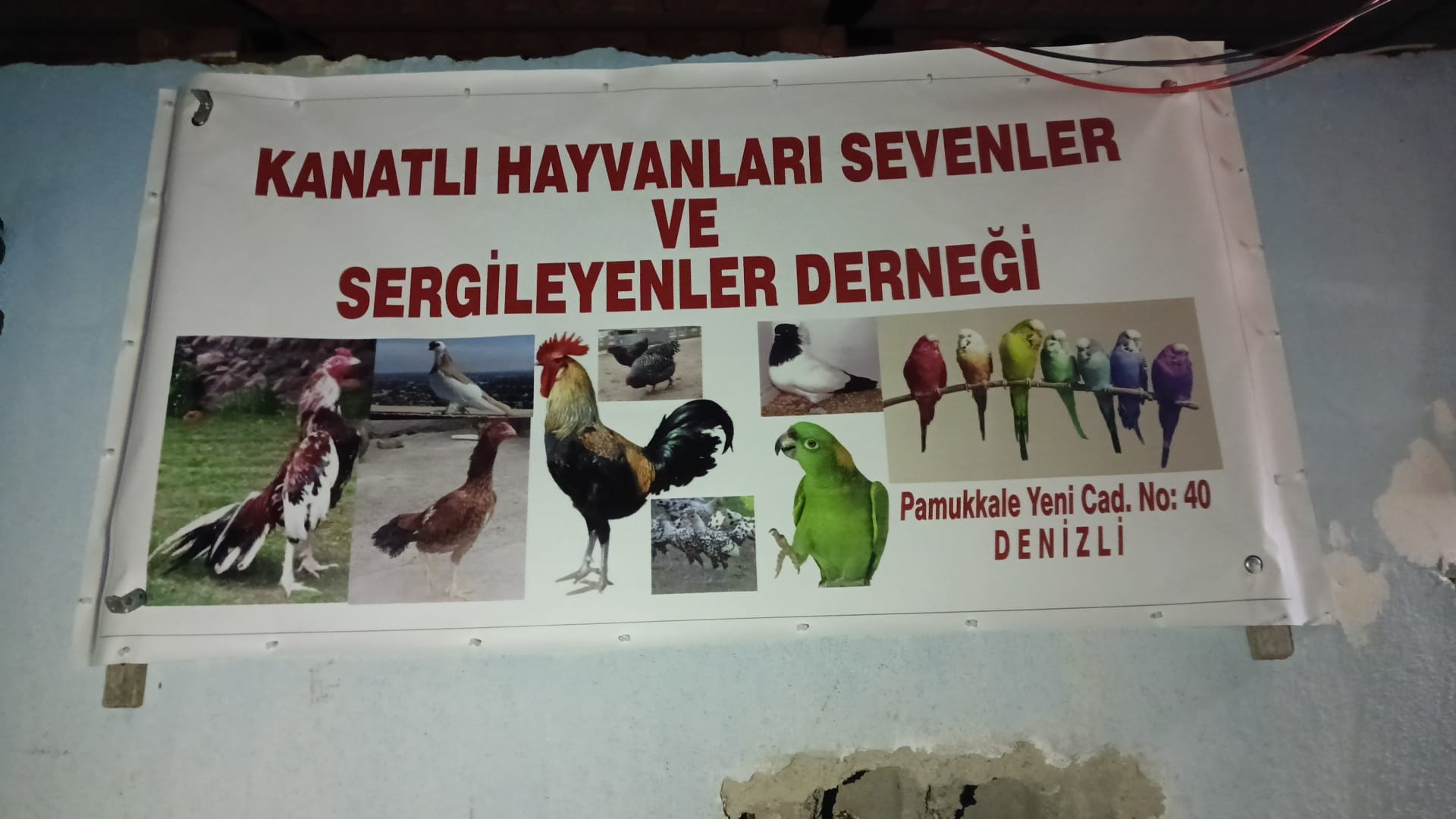 Jasat'tan Komando Destekli Horoz Dövüşü Operasyonu