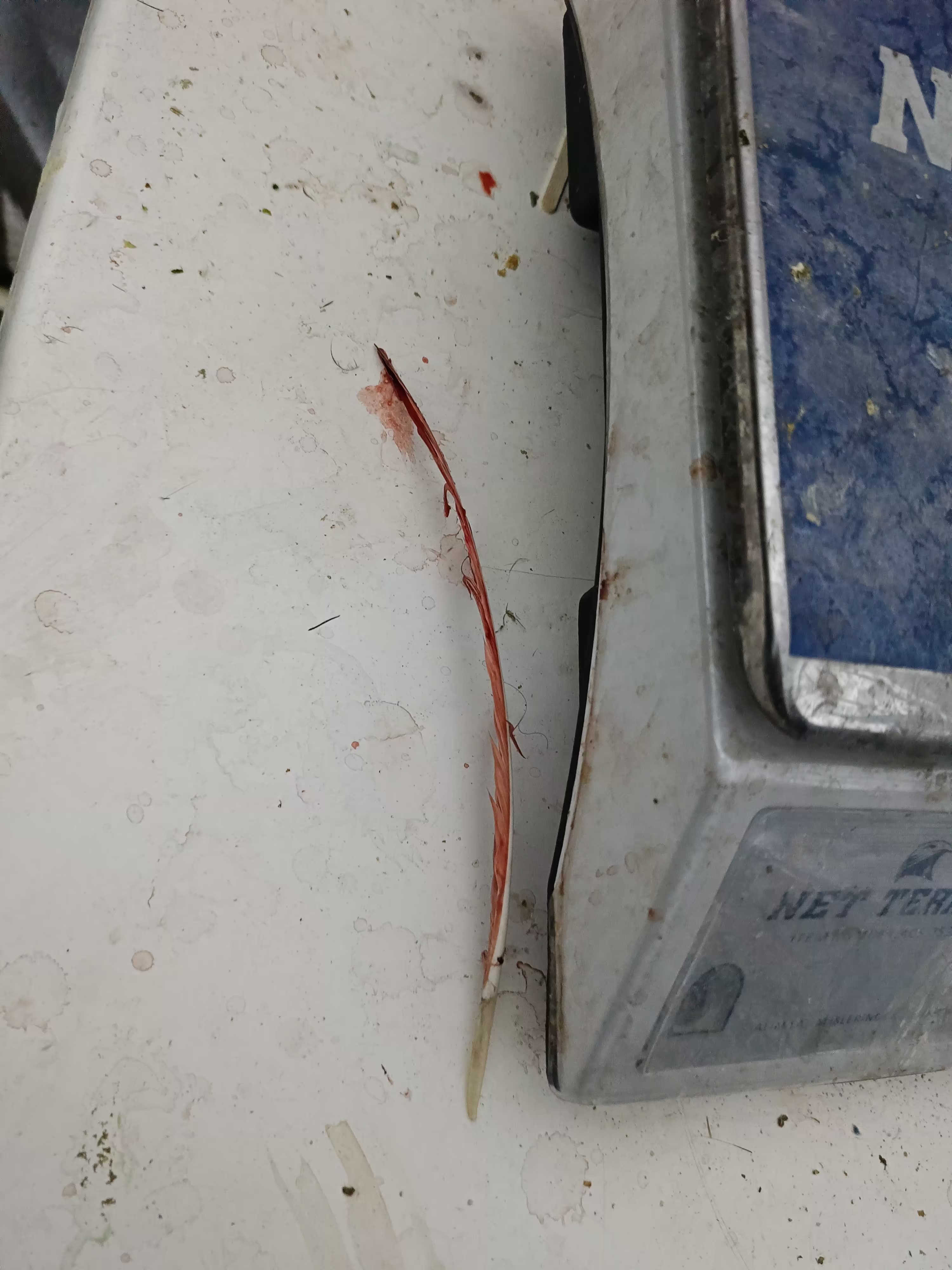 Jasat'tan Komando Destekli Horoz Dövüşü Operasyonu