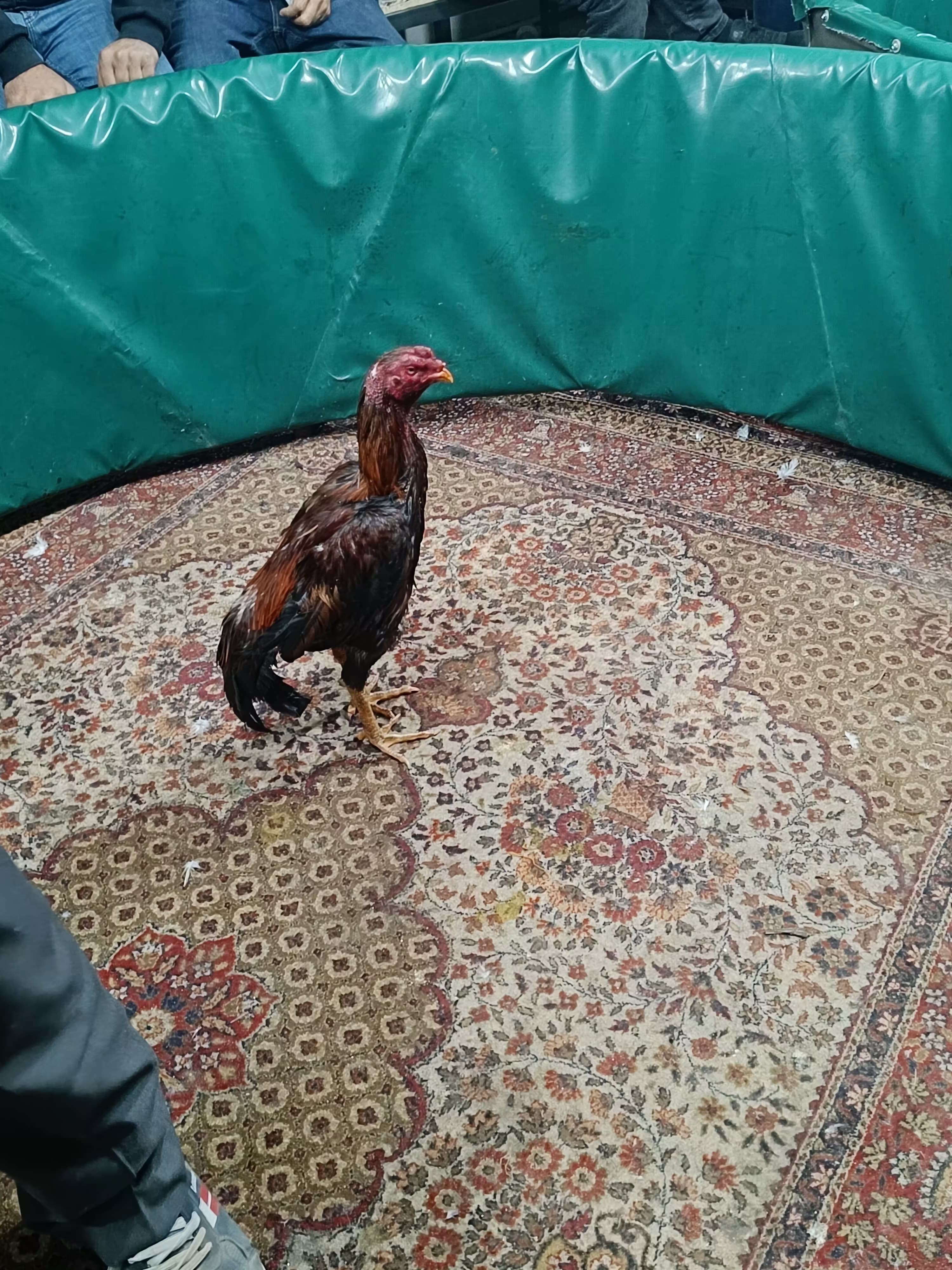 Jasat'tan Komando Destekli Horoz Dövüşü Operasyonu