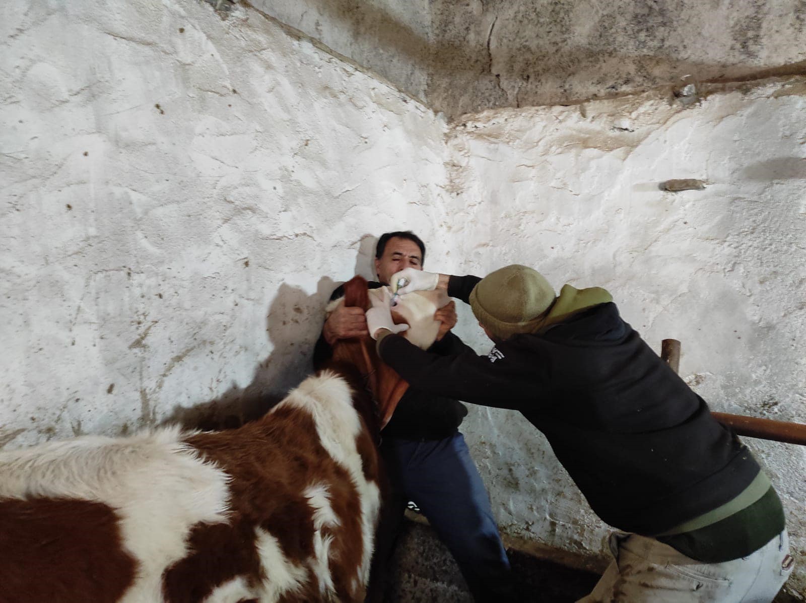 Şap Ve Brusella Aşılaması Yapıldı