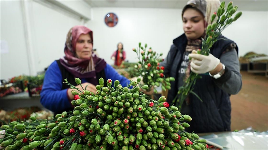 Dünyadaki Sevgililere 70 Milyon Dal Türk Çiçeği