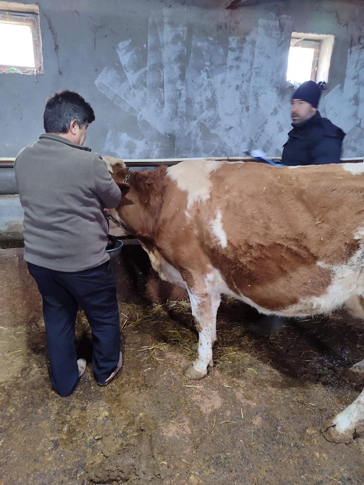 Afyon’da Şap Aşılaması Uygulaması