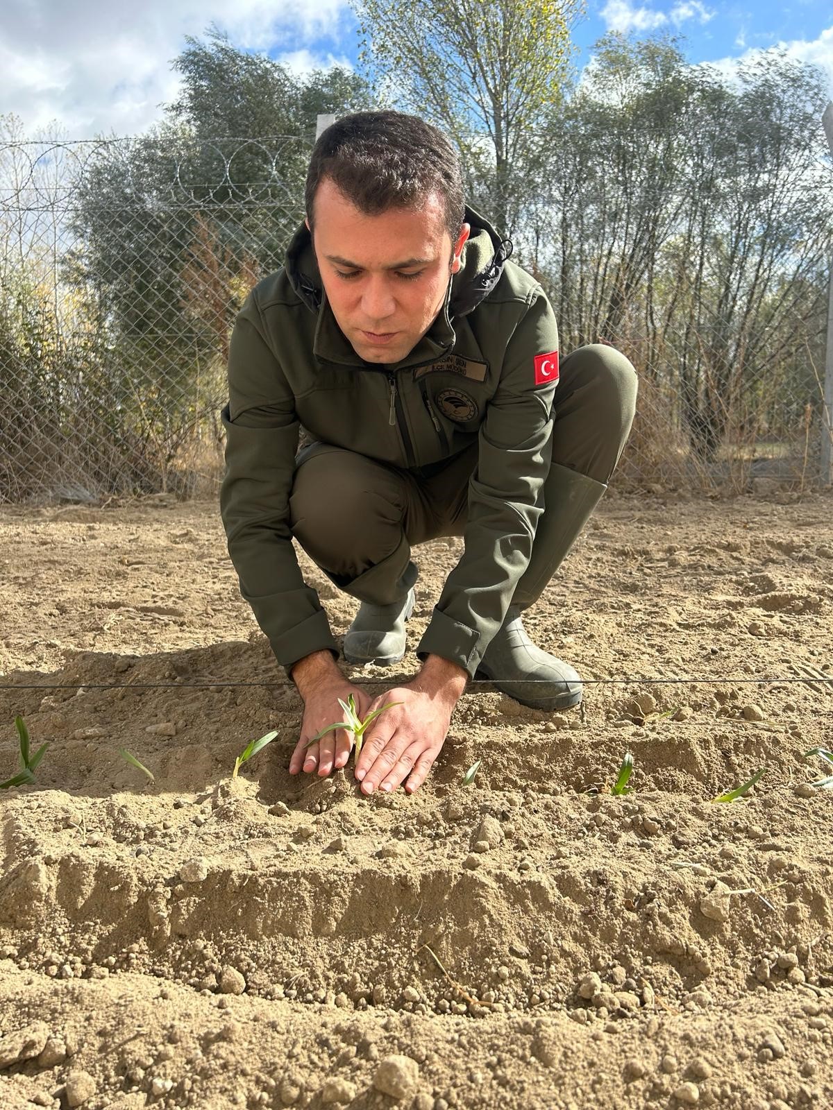 İhsaniye’de Salep Yetiştiriliyor