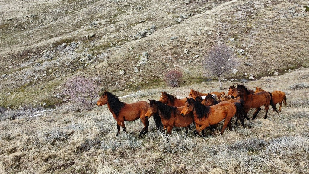 DRON İLE GÖRÜNTÜLENEN YILKI ATLARI BÜYÜLEDİ