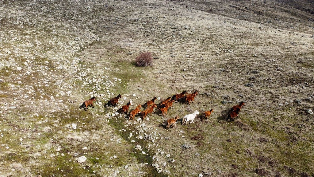 DRON İLE GÖRÜNTÜLENEN YILKI ATLARI BÜYÜLEDİ