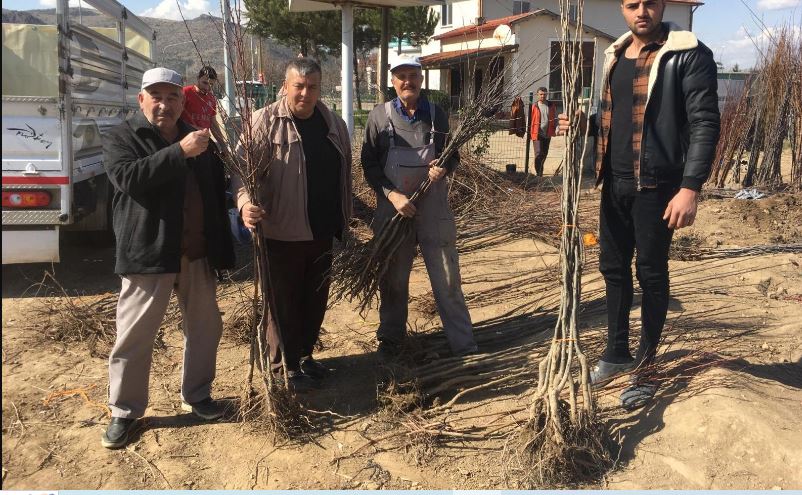 ERKMEN MEYVE FİDANI ÜRETİCİLER BİRLİĞİ'NDEN AFYONKARAHİSAR'A FİDAN DESTEĞİ