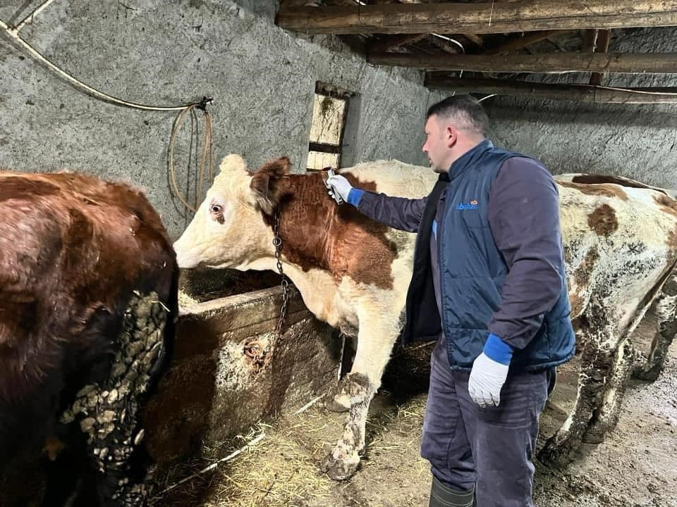 Afyon’da Hayvan Hastalıklarıyla Mücadele Sürüyor