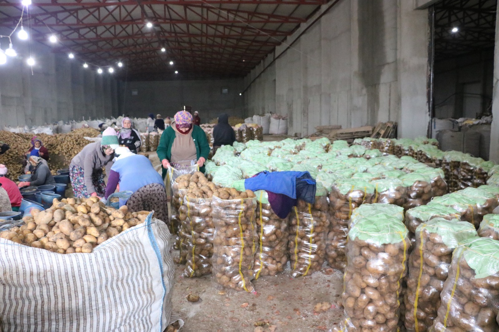 Patates İşçisi Kadınlar 8 Mart'ı İşlerinin Başında Geçirdi