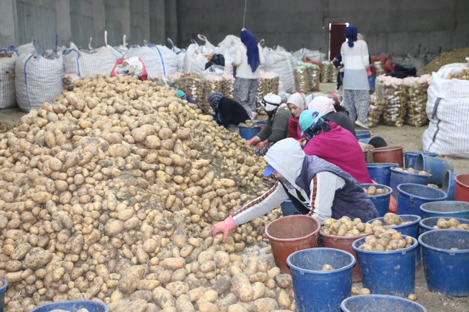 Patates İşçisi Kadınlar 8 Mart'ı İşlerinin Başında Geçirdi