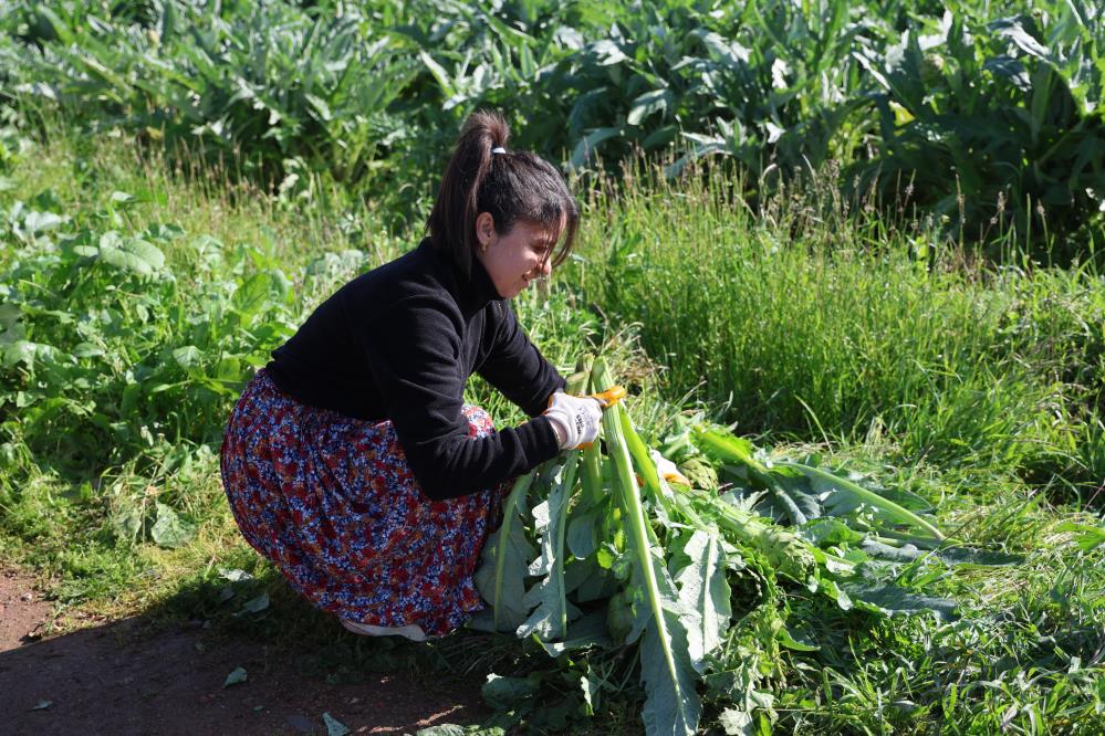 Yeşil elmas 'tarlada 20, tabakta 400 lira