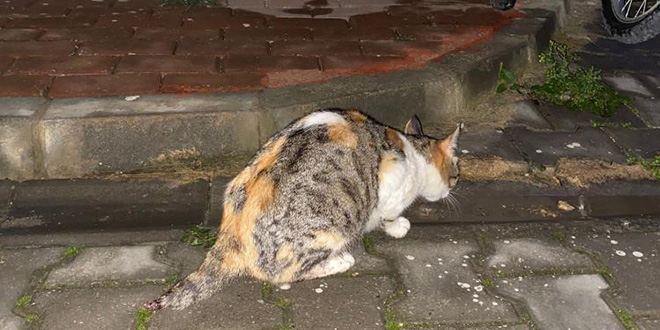 KEDİNİN KUYRUĞUNU KESİP YAVRULARINI ÖLDÜRDÜLER